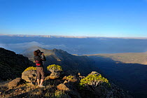 Woman with binoculars, observing the landscape of Garajonay National Park at scenic vista, La Gomera, Canary Islands, Spain. April 2010