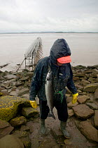 Fisherman with Atlantic Salmon (Salmo salar) and Sea Bass (Dicentrarchus labrax)caught in putcher nets on Severn estuary. This traditional way of fishing is potentially threatened by proposed tidal ba...