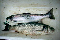 Sea Bass (Dicentrarchus labrax) (bottom) and Atlantic Salmon (Salmo salar) (top) caught by traditional putcher nets in Severn estuary, and packed in box for market. This traditonal way of fishing thre...
