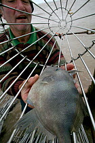 Putcher fisherman retrieving a Trigger fish (Balistes capriscus) from putcher baskets on Severn estuary. This catch is indicative of climate change and of warming seas. This traditional way of fishing...