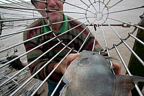 Putcher fisherman retrieving a Trigger fish (Balistes capriscus) from putcher baskets on Severn estuary. This catch is indicative of climate change and warming seas. This traditional way of fishing is...