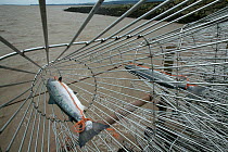 Atlantic salmon (Salmo salar) caught by traditional fisherman at 'putcher station' on Severn estuary. This traditional way of fishing is potentially threatened by the proposed tidal barrage. Glouceste...