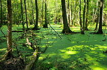Black alder (Alnus glutinosa) swamp forest / carr woodland, Schorfheide-Chorin Biosphere reserve, Brandenburg, Germany