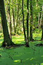 Black alder (Alnus glutinosa) swamp forest / carr woodland. Schorfheide-Chorin Biosphere reserve, Brandenburg, Germany