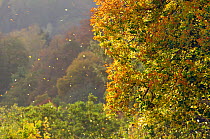 Autumn leaves falling from trees, Marburg, Hesse, Germany, October.