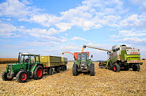 Combine harvester and two tractors with trailers lined up as harvested maize (Zea mays) is ground, near Vechta, Lower Saxony, Germany, October.