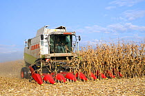 Combine harvester harvesting maize (Zea mays), near Vechta, Lower Saxony, Germany, October.