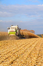 Combine harvester harvesting maize (Zea mays), near Vechta, Lower Saxony, Germany, October.