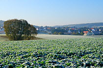 Frosted field of Kale (Brassica oleracea var. acephala) and village of Einhausen at dawn, Hesse, Germany.