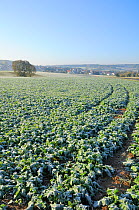 Frosted field of Kale (Brassica oleracea var. acephala) and village of Einhausen at dawn, Hesse, Germany.