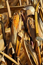 Ripe Maize cobs (Zea mays) ready for harvest, near Diepholz, Lower Saxony , Germany, October.