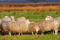 Hornless rams of Diepholzer Moorschnucke / Moorland sheep (Ovis aries), butting one another. A rare ancient breed adapted to moorland feeding, Rehdener Geestmoor, near Diepholz, Lower Saxony, Germany.