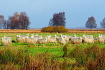 Diepholzer Moorschnucke / Moorland sheep (Ovis aries), a rare ancient breed adapted to moorland feeding, Rehdener Geestmoor, near Diepholz, Lower Saxony, Germany.