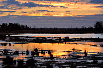 Reflooded peat bog at sunset after peat has been extracted on an industrial scale, Goldenstedt moor, near Vechta, Lower Saxony, Germany.