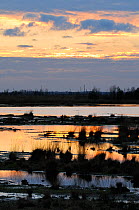 Reflooded peat bog at sunset after peat has been extracted on an industrial scale, Goldenstedt moor, near Vechta, Lower Saxony, Germany.