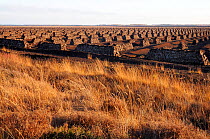 Raised peat bog in foreground, massed stacks of drying peat turves in background, mechanically extracted from bog on an industrial scale, Goldenstedt moor, near Vechta, Lower Saxony, Germany.