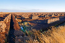 Massed stacks of drying peat turves, mechanically extracted on an industrial scale, Goldenstedt moor, near Vechta, Lower Saxony, Germany.