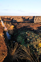 Massed stacks of drying peat turves, mechanically extracted on an industrial scale, Goldenstedt moor, near Vechta, Lower Saxony, Germany.