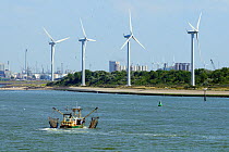 Beam trawler, Lia Jan, fishing off Hook of Holland port with wind turbines and Herring gulls (Larus argentatus) in the background, Netherlands.