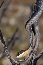 Boomslang (Dispholidus typus) juvenile descending through branch, deHoop NR, Western Cape, South Africa