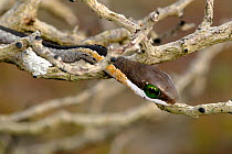 Boomslang (Dispholidus typus) juvenile moving through branch, deHoop NR, Western Cape, South Africa