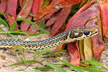 Karoo whip snake (Psammophis notostictus) adult male, deHoop NR, Western Cape, South Africa