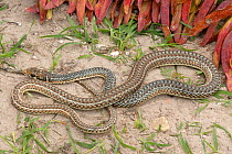 Karoo whip snake (Psammophis notostictus) adult male, deHoop NR, Western Cape, South Africa