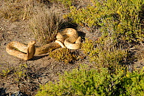 Cape cobra (Naja nivea) adult male in fynbos habitat, West Coast NP, South Africa