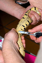 Researchers taking DNA sample (scale clip) from Puff adder (Bitis arietans) West Coast NP, South Africa