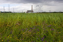 Nash point power station and Tufted vetch (Vicia cracca) growing at Newport wetlands National Nature Reserve, created as an ameliorating wetland for loss of Cardiff Bay. Severn estuary, Wales, UK Apri...