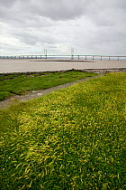 Naturalised Barley (Hordeum vulgare) growing on embankment of Severn Estuary, Chepstow, Wales, UK April 2010