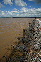 Putcher basket station on the Severn Estuary. These baskets are used as a traditional method to catch Atlantic salmon, and this way of life is potentially threatened by proposed tidal barrage. River S...