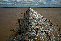 Putcher basket station on the Severn Estuary. These baskets are used as a traditional method to catch Atlantic salmon, and this way of life is potentially threatened by proposed tidal barrage. River S...
