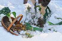 Snow covered allotment with gardener digging up winter root vegetables, Parsnips, Leeks and carrots, Norfolk, UK, December