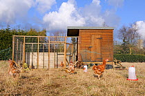 Rescued ex-battery domestic hens (hybrids), re-homed on rural allotment, enjoying free-range retirement, Norfolk, Uk, February
