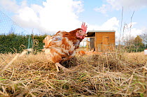 Rescued ex-battery hen (hybrid), re-homed on rural allotment, enjoying free-range retirement, Norfolk, Uk, February