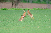 European brown hares (Lepus europaeus) boxing, group of three on winter wheat interacting during mating season, Norfolk, UK, March,