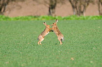European brown hares (Lepus europaeus) boxing, intereacting on winter wheat during mating season, Norfolk, UK, March,