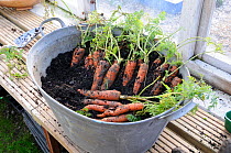 Storing maincrop Carrots (Daucus carota) in damp compost in a frost free greenhouse, Norfolk UK, January