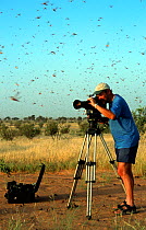 Cameraman, Mike Potts, filming desert swarm locusts (Schistocerca gregaria) flying for the 'Deserts' episode of BBC series Planet Earth, SW Mauritania, September 2004.