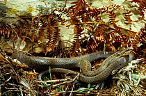 Smooth snake (Coronella austriaca) at rest by stone and bracken frond. France, Europe. Controlled conditions.