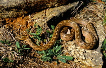 Southern smooth snake (Coronella girondica) exposed on a stone bank, France, Europe. Controlled conditions.