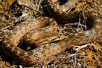 Southern smooth snake (Coronella girondica) head resting on coiled body, France, Europe. Controlled conditions.
