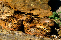 Southern smooth snake (Coronella girondica) head resting on coiled body, in sunlight, France, Europe. Controlled conditions.