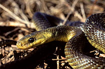 Aesculapian snake (Elaphe longissima) head portrait, Poitou, France, Europe. Controlled conditions.