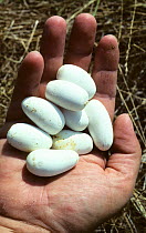 Aesculapian snake eggs (Elaphe longissima) in the hand, Poitou, France, Europe. Controlled conditions.