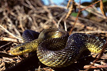 Aesculapian snake (Elaphe longissima) head portrait, on pile of dead twigs, Poitou, France, Europe. Controlled conditions.