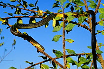 Aesculapian snake (Elaphe longissima) making its way down a tree, Poitou, France, Europe. Controlled conditions.