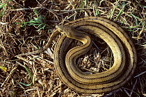Ladder snake (Rhinechis / Elaphe scalaris) coiled up on the ground, France, Europe. Controlled conditions.