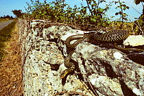 Western whipsnake (Hierophis /Coluber viridiflavus) travelling down a wall by the side of a road. France, Europe. Controlled conditions.